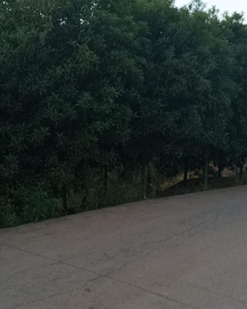 桂花树绿化