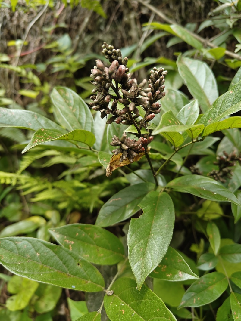 贵州野生香花鸡血藤，新鲜大货