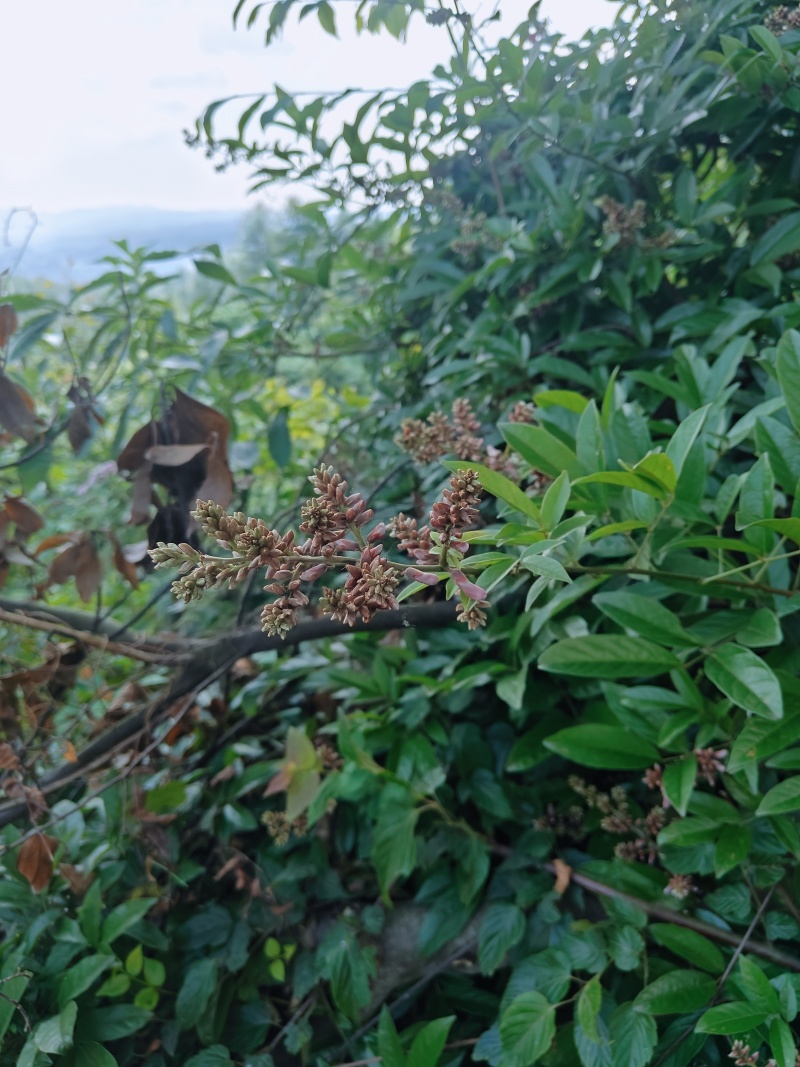 贵州野生香花鸡血藤，新鲜大货