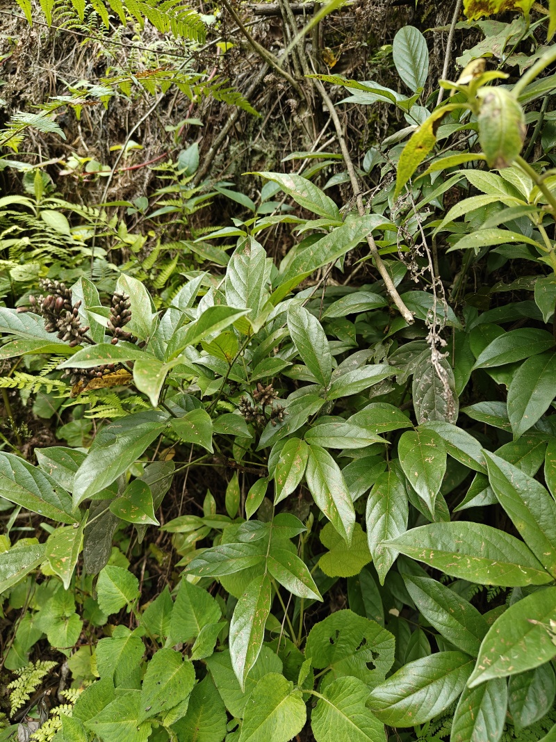 贵州野生香花鸡血藤，新鲜大货