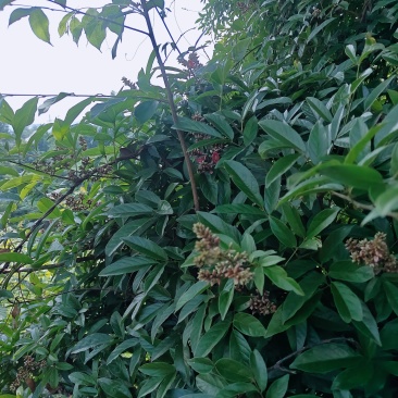 贵州野生香花鸡血藤，新鲜大货