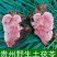 土茯苓正品全网低价长期有货