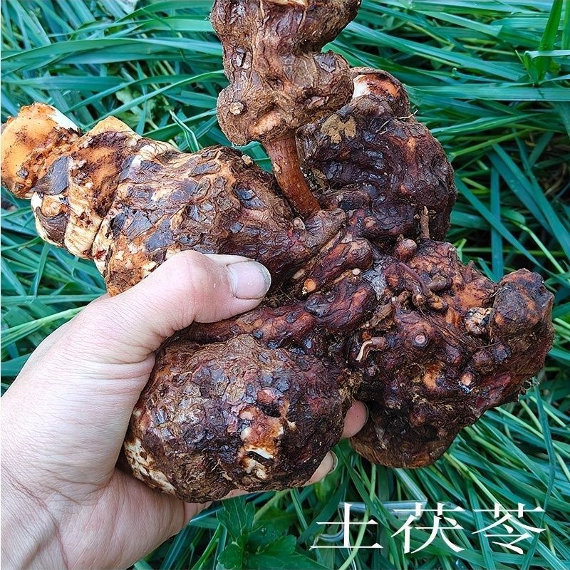 土茯苓正品全网低价长期有货