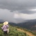 六堡茶