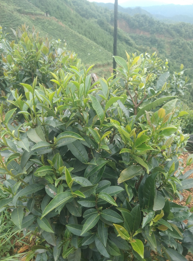 六堡茶