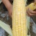 太阳花9号甜玉米
