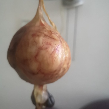 疑是狗宝