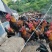散养黑瑶土鸡