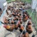 散养黑瑶土鸡