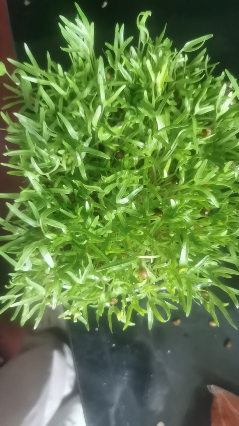 空心菜苗