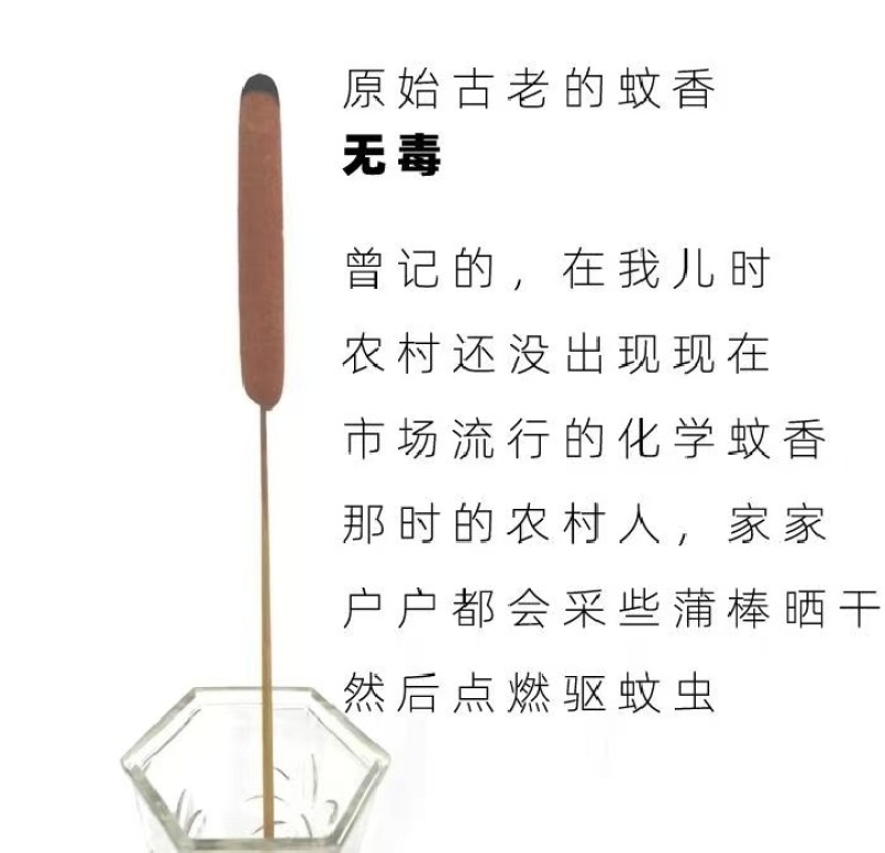 香蒲，蒲棒可以用来装饰摆品填充枕头
