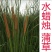 香蒲，蒲棒可以用来装饰摆品填充枕头