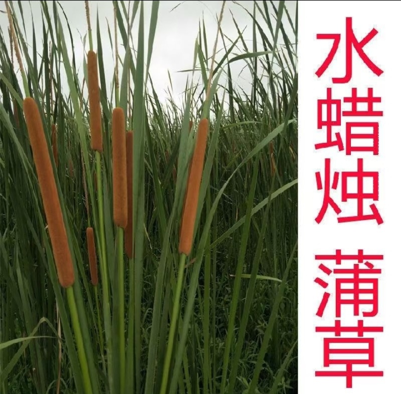 香蒲，蒲棒可以用来装饰摆品填充枕头