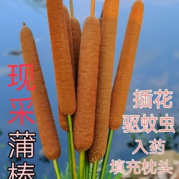 香蒲，蒲棒可以用来装饰摆品填充枕头