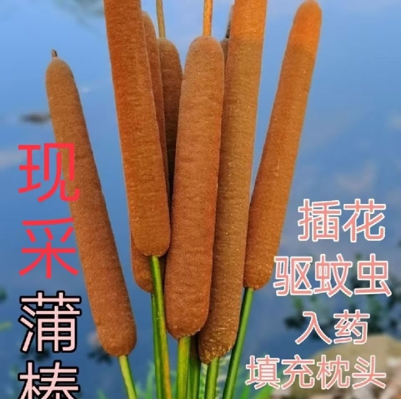 香蒲，蒲棒可以用来装饰摆品填充枕头