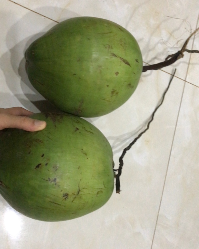 海南青椰金椰