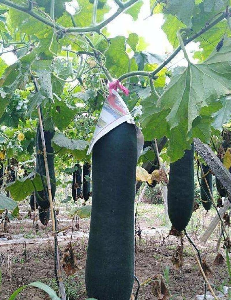 长长冬青冬瓜