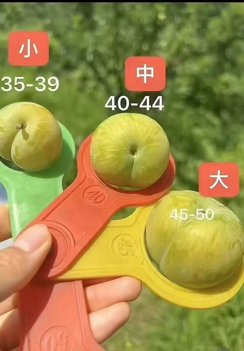贵州六马蜂糖李