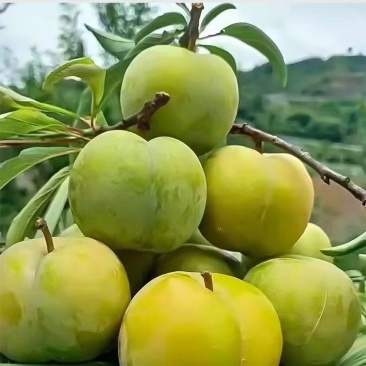 贵州六马蜂糖李
