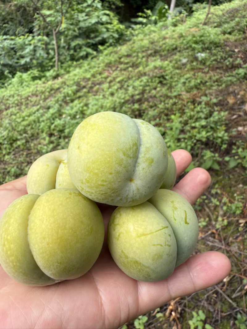 贵州六马蜂糖李