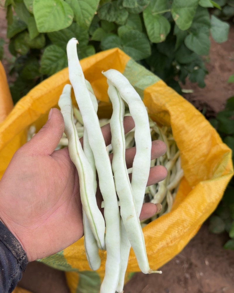 白不老豆角
