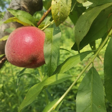 黄金蜜和突围桃小果