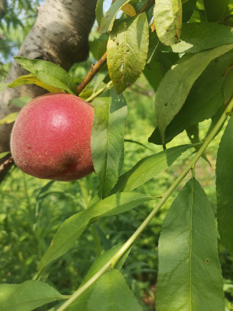 黄金蜜和突围桃小果