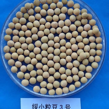 高蛋白小粒豆绥小粒豆3号