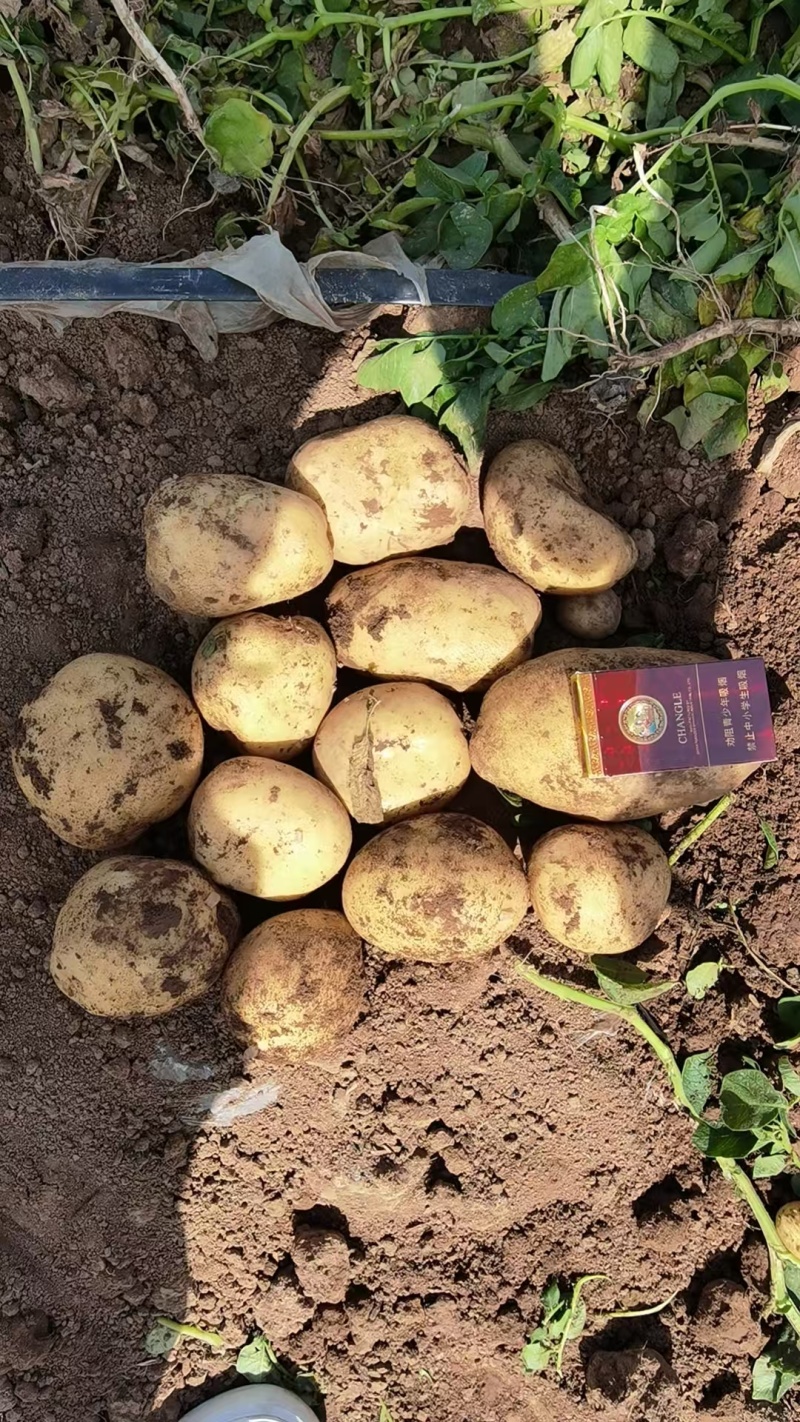 土豆🥔马铃薯