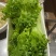 生菜