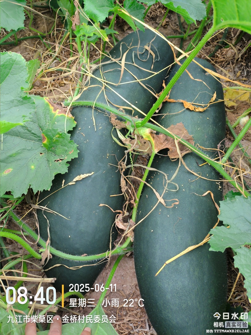 青皮大冬瓜