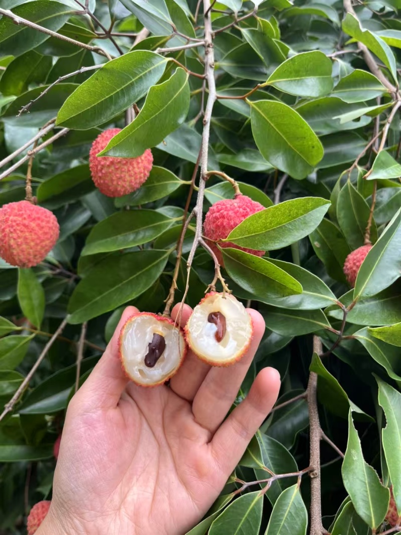 正宗高州桂味荔枝，荔枝中的天花板