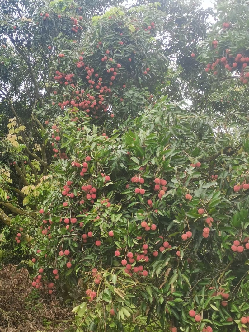 正宗高州桂味荔枝，荔枝中的天花板