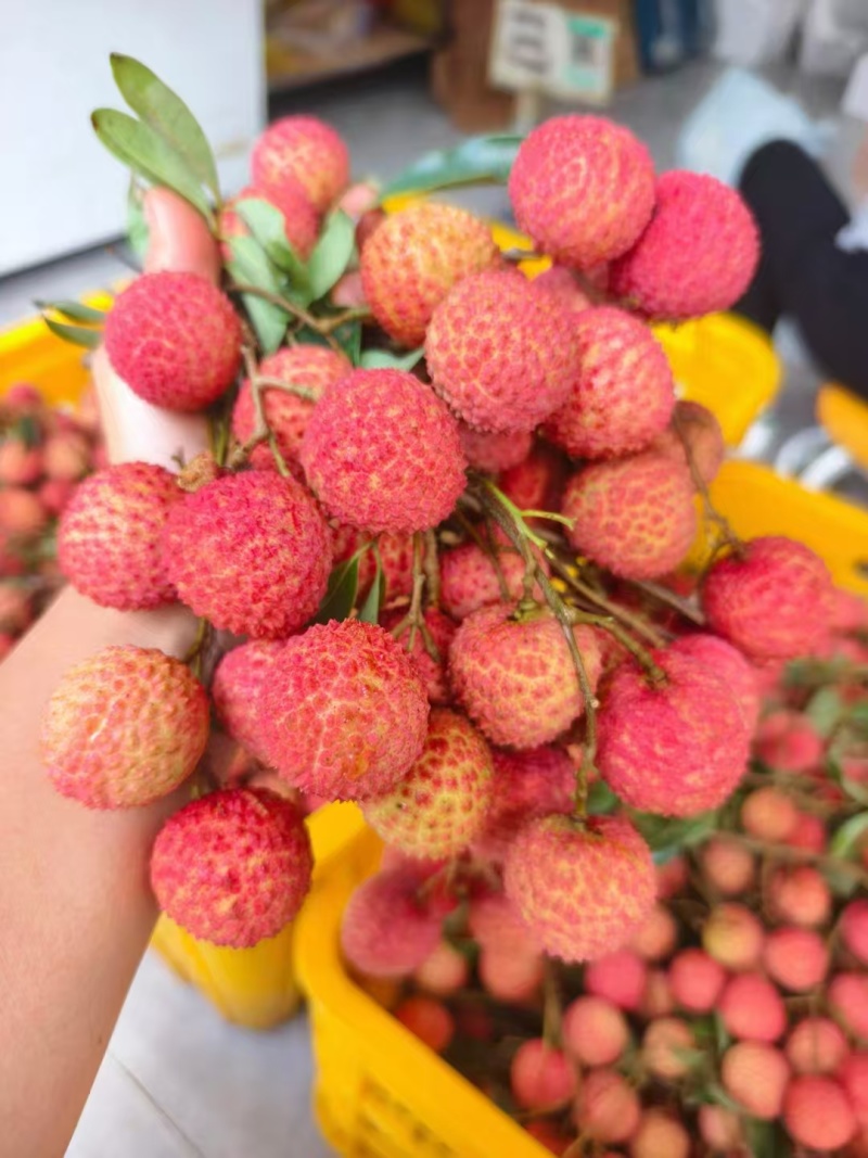 桂味荔枝