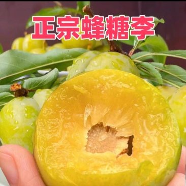 贵州蜂糖李