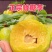 贵州蜂糖李