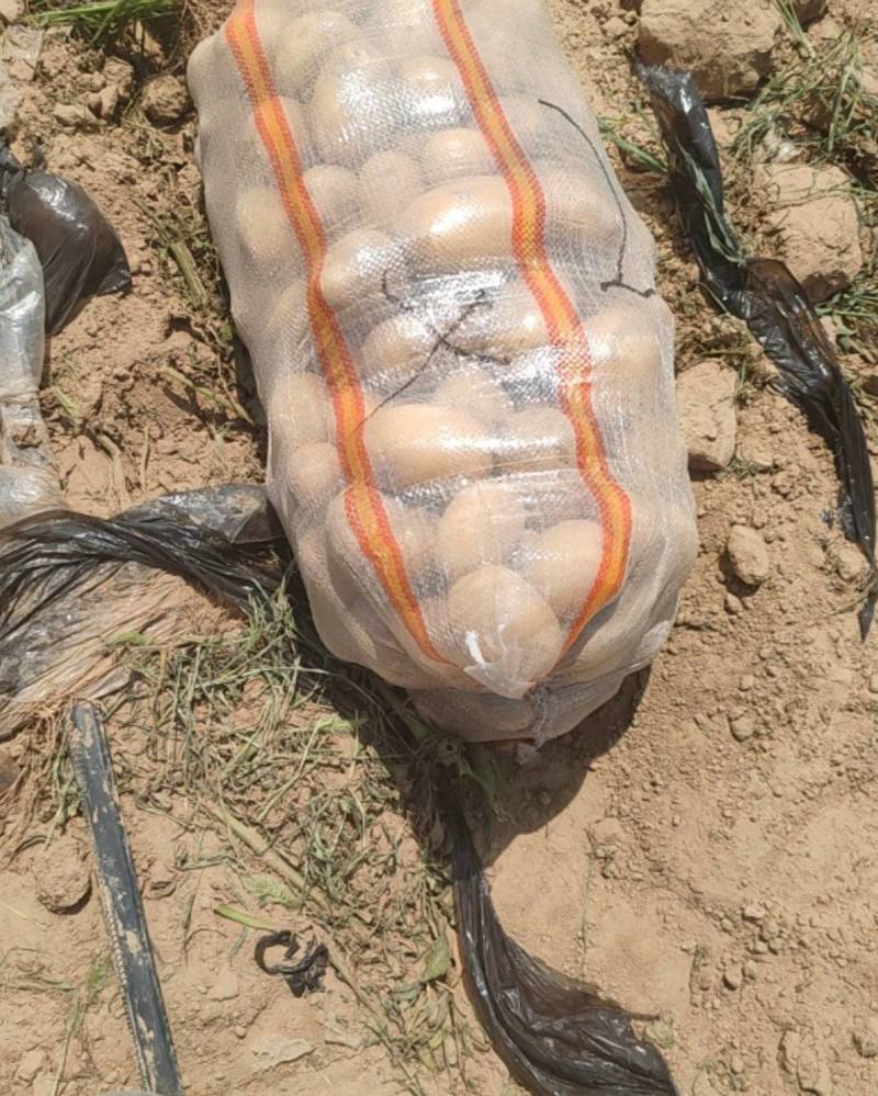 河南商丘睢县土豆