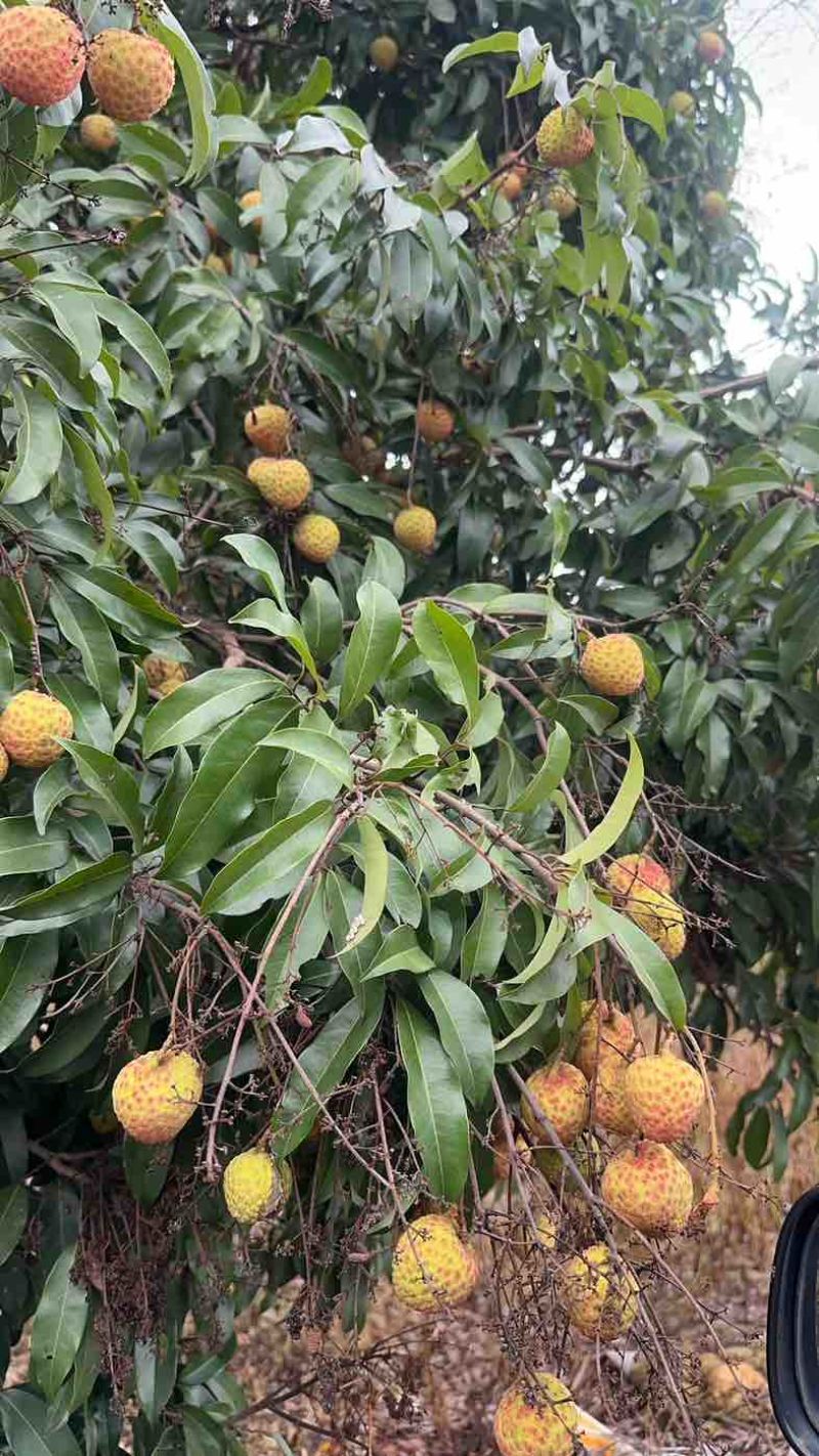 东莞银瓶山南面桂味荔枝