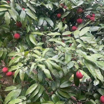 东莞银瓶山南面桂味荔枝