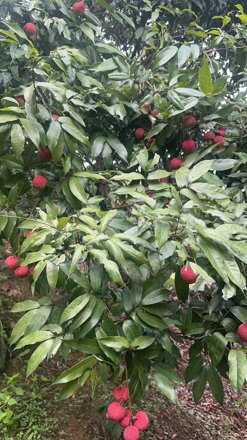 东莞银瓶山南面桂味荔枝