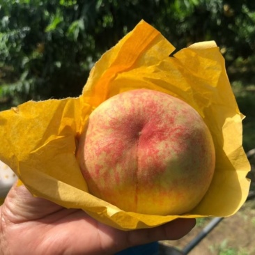 无锡阳山水蜜桃