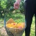 无锡阳山水蜜桃
