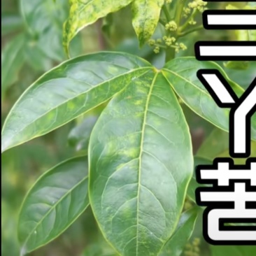 三叉苦鲜货
