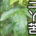 三叉苦鲜货