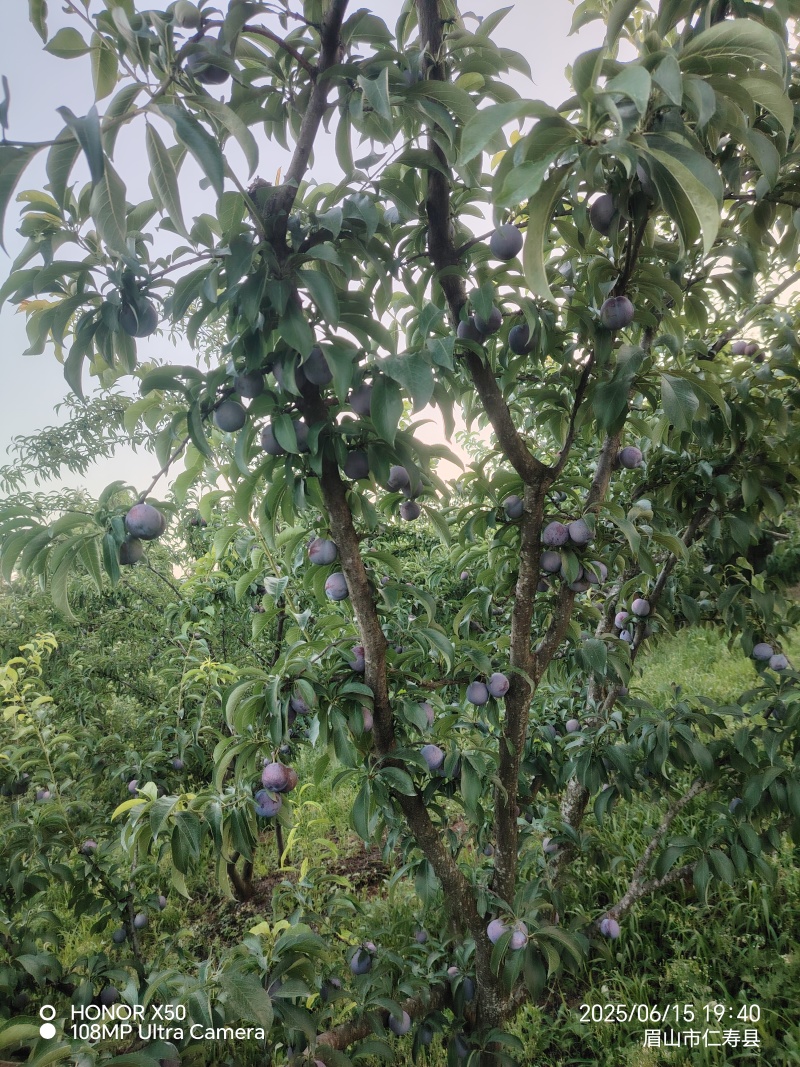 45678标准，糖分15个，欢迎老板采购，量大从优