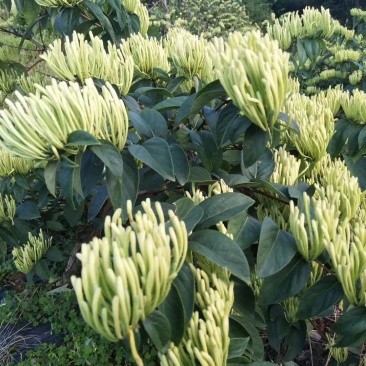 贵州金银花