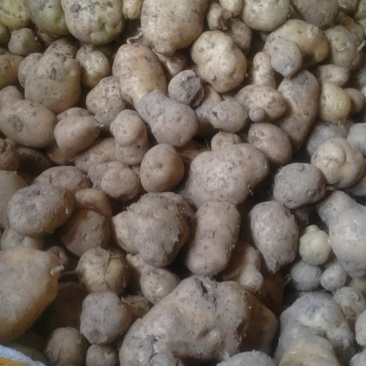 茨竹高山土豆🥔
