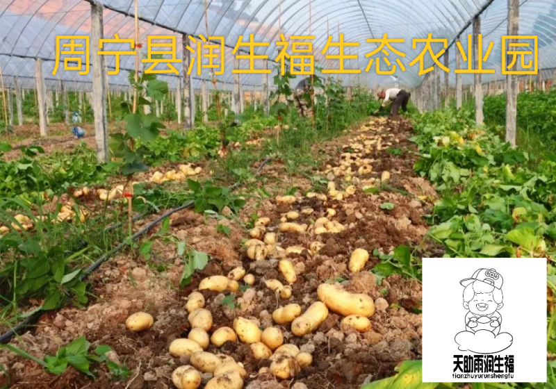周宁县高山马铃薯