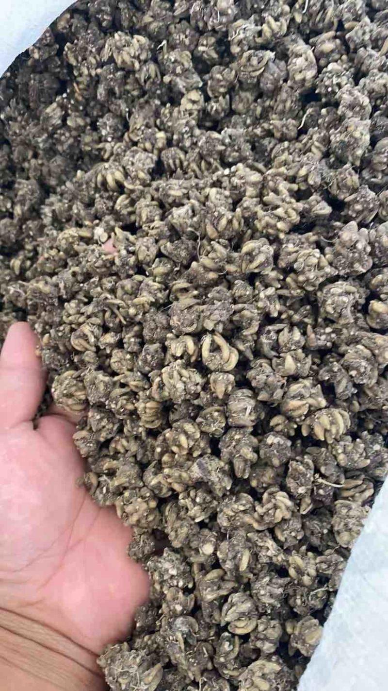 小中大都有