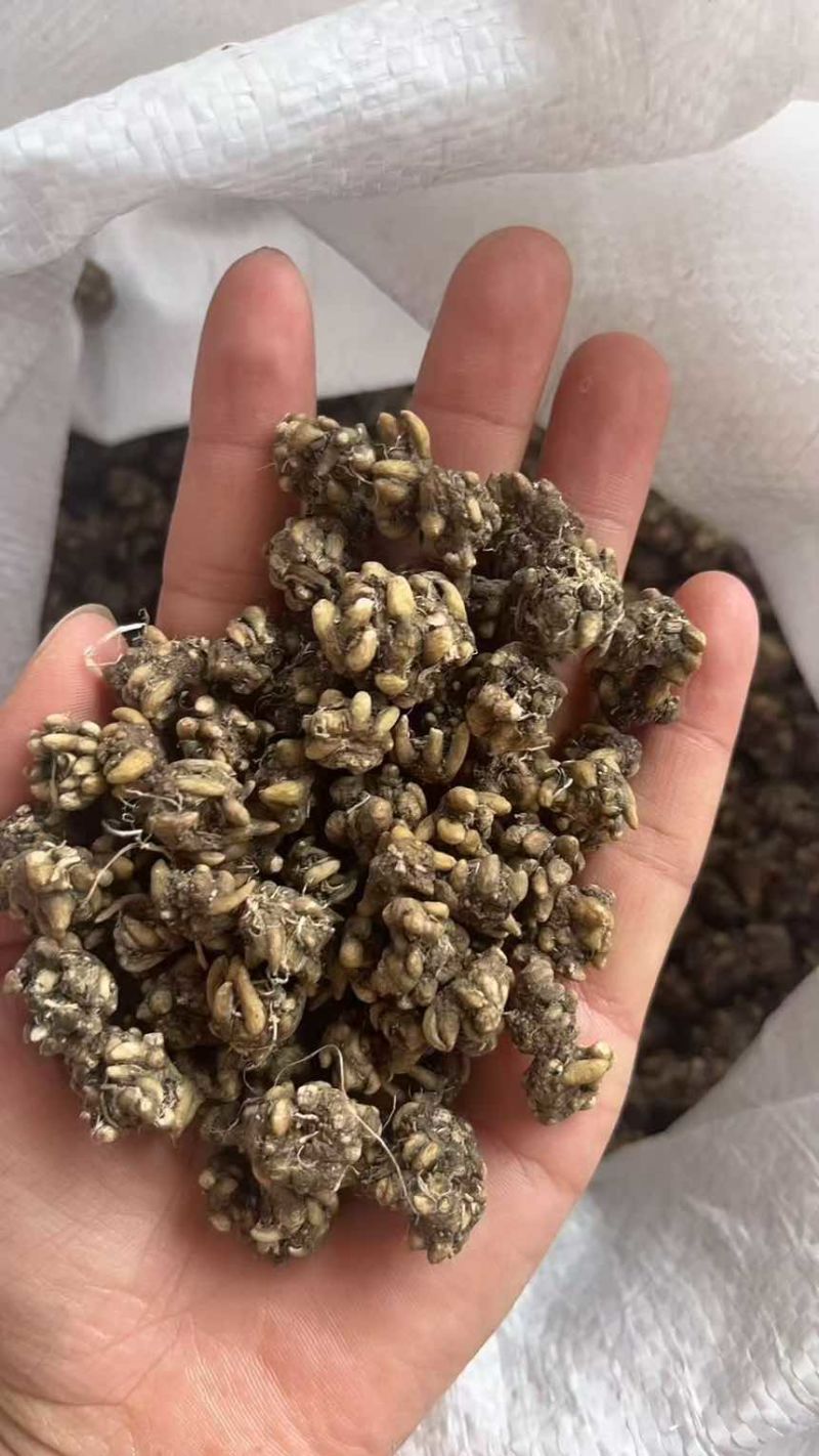 小中大都有